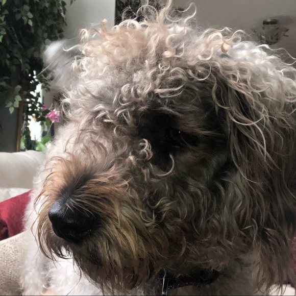 Meet your Posher, Stephanie - Picture 2 of 4